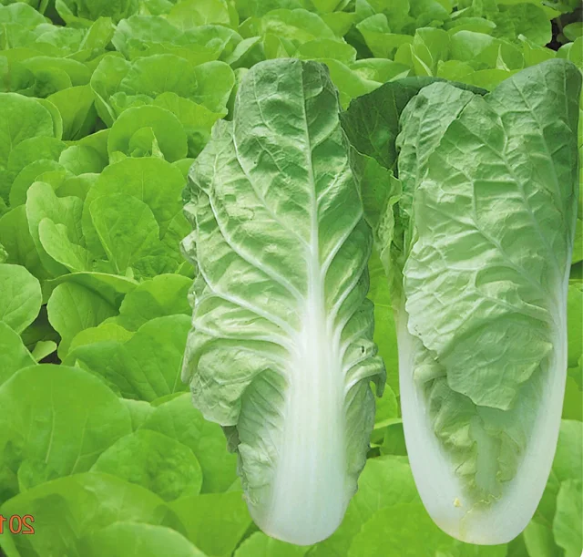 快菜8号白菜种子快菜种子小白菜种子蔬菜种子耐热抗病净含量 g或500g装