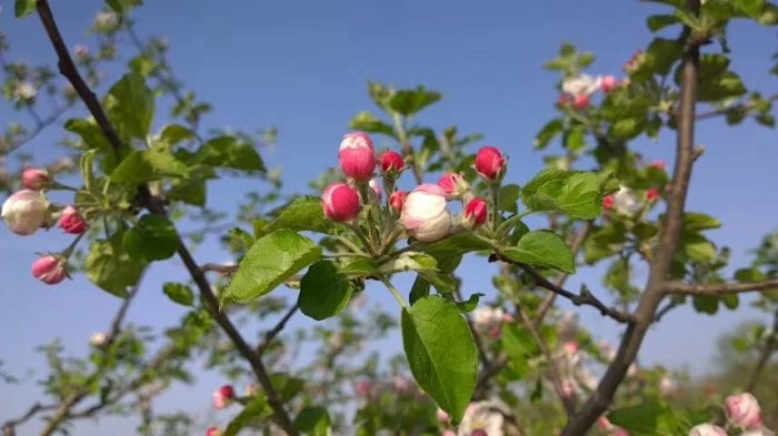 一棵苹果树的春夏秋冬