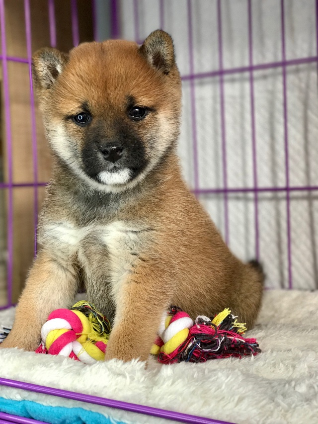 活体宠物狗狗柴犬幼犬预定优惠 活体宠物狗狗柴犬幼犬预定优惠