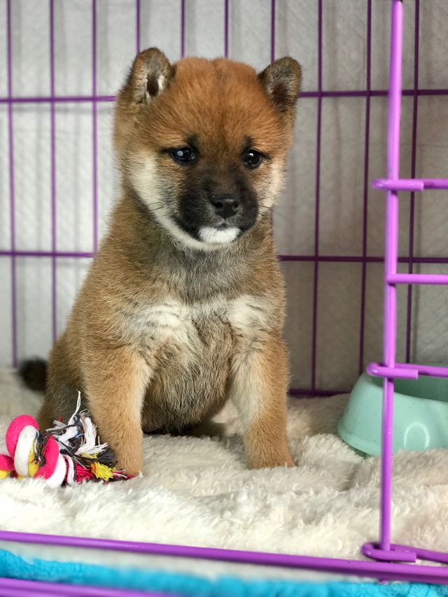 活体宠物狗狗柴犬幼犬预定优惠 活体宠物狗狗柴犬幼犬预定优惠