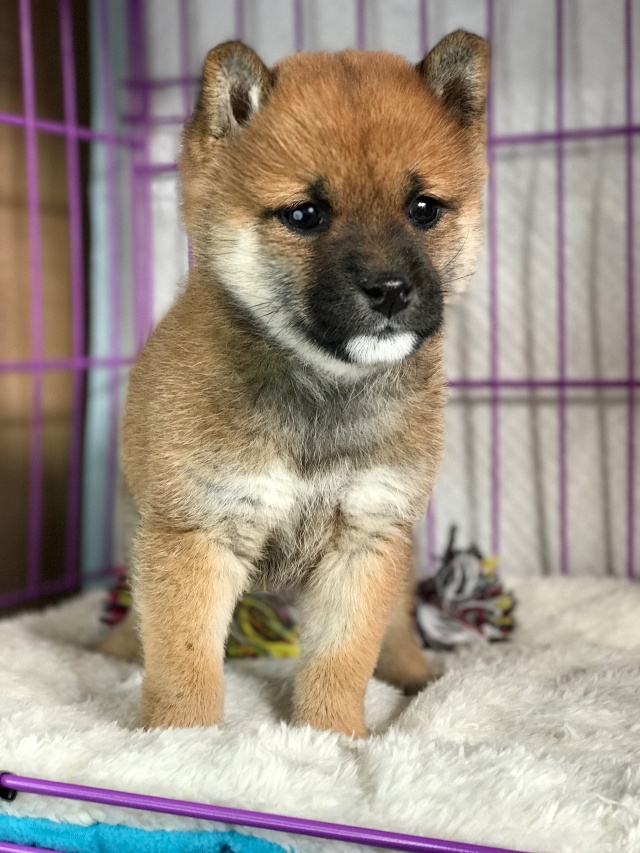 活体宠物狗狗柴犬幼犬预定优惠 活体宠物狗狗柴犬幼犬预定优惠