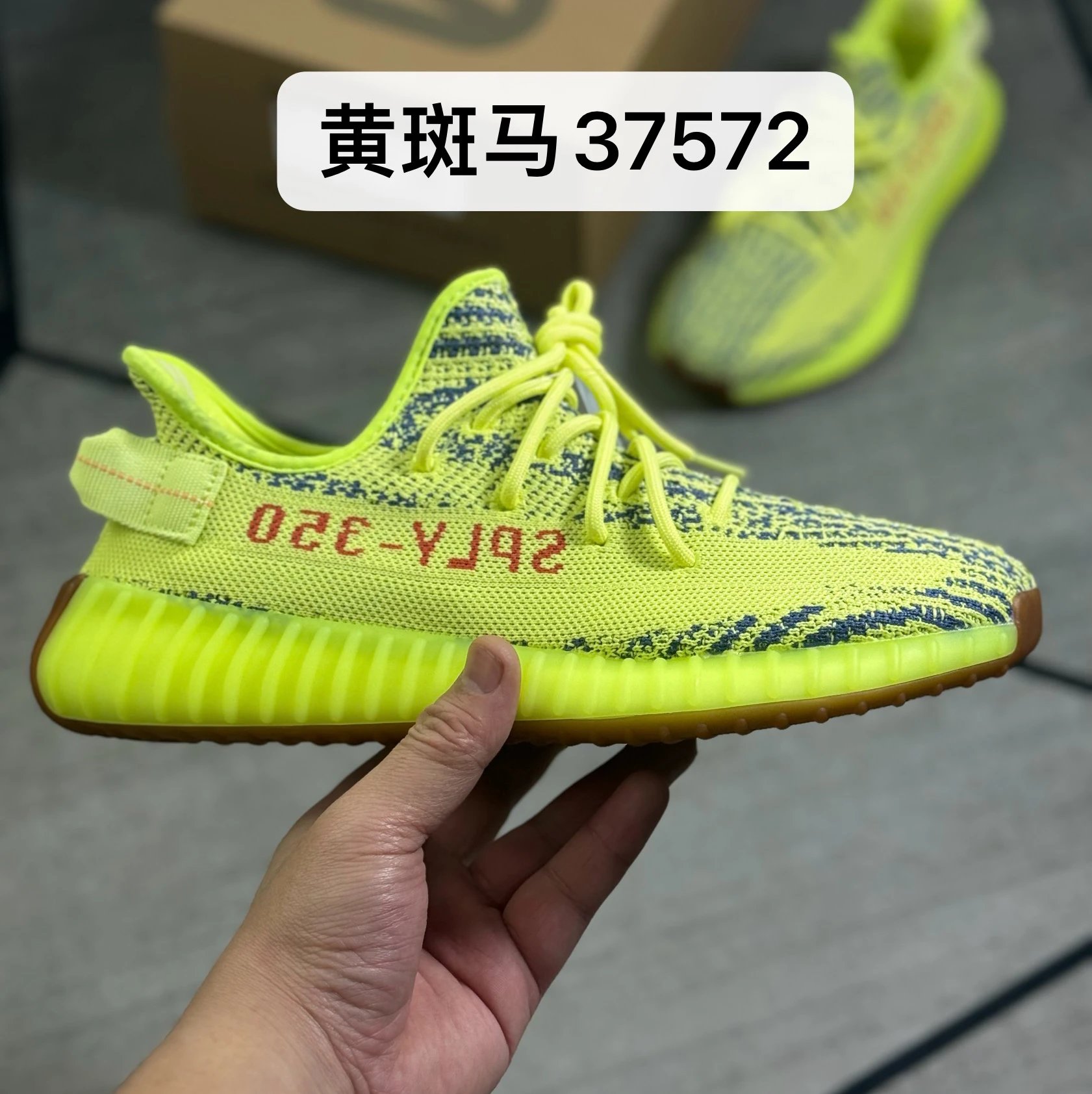 Yellow Zebra 37572