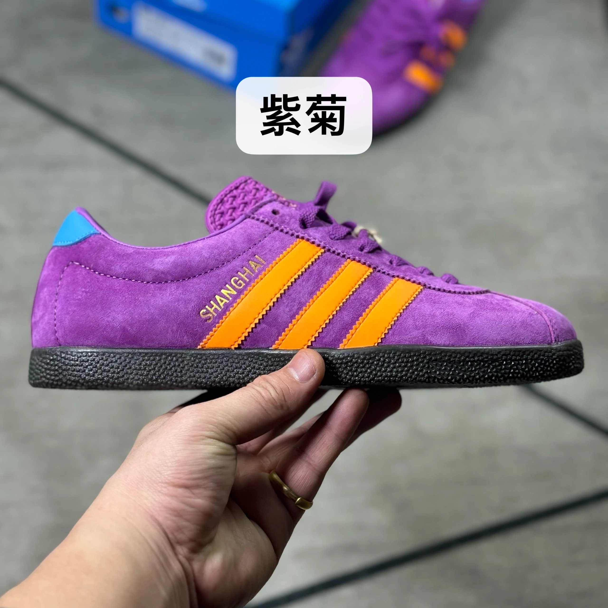 Purple-Chrysanthemum