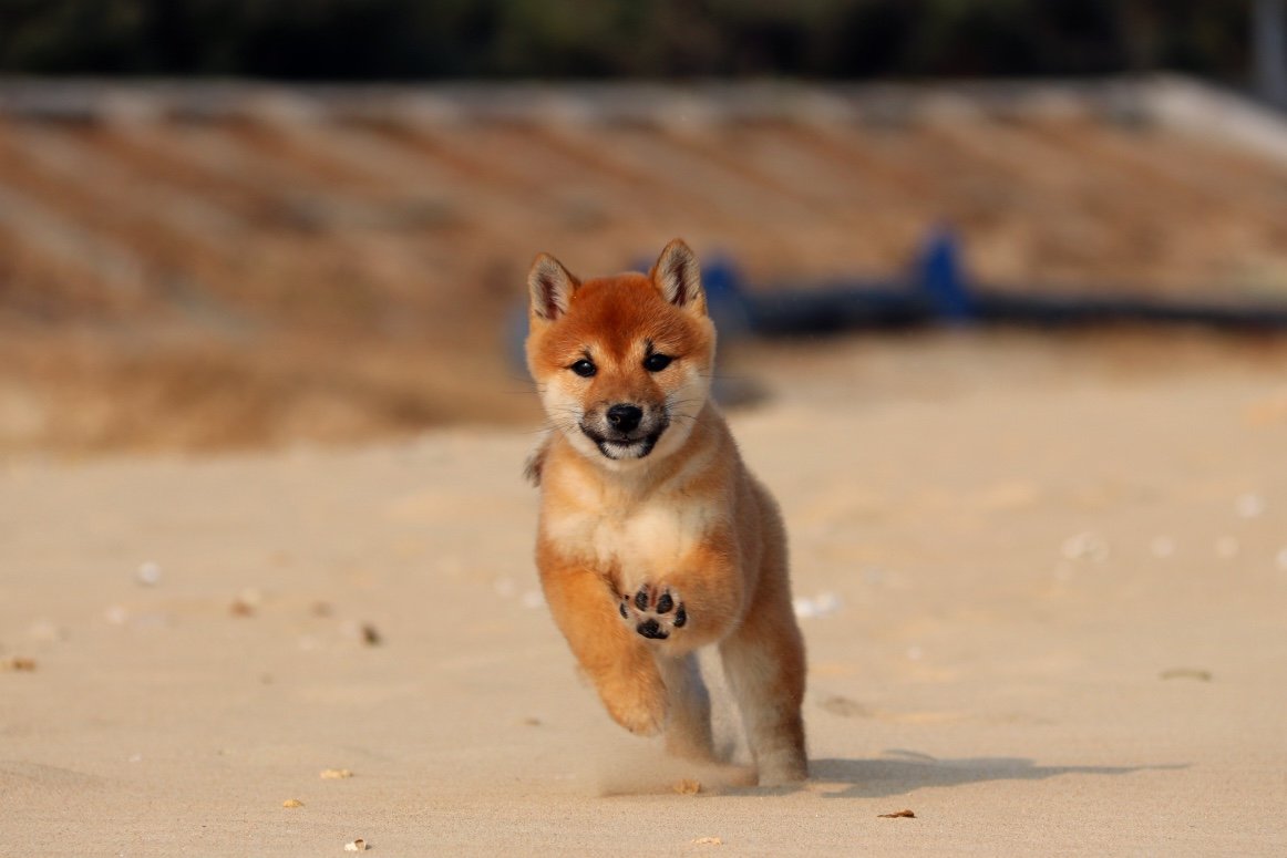 在售小柴犬 飛鴻の虹雨號父犬 蛇犬の飛龍 图2 母犬 小百合 胡麻色 图3 性别 母证书 Cku 8 23生