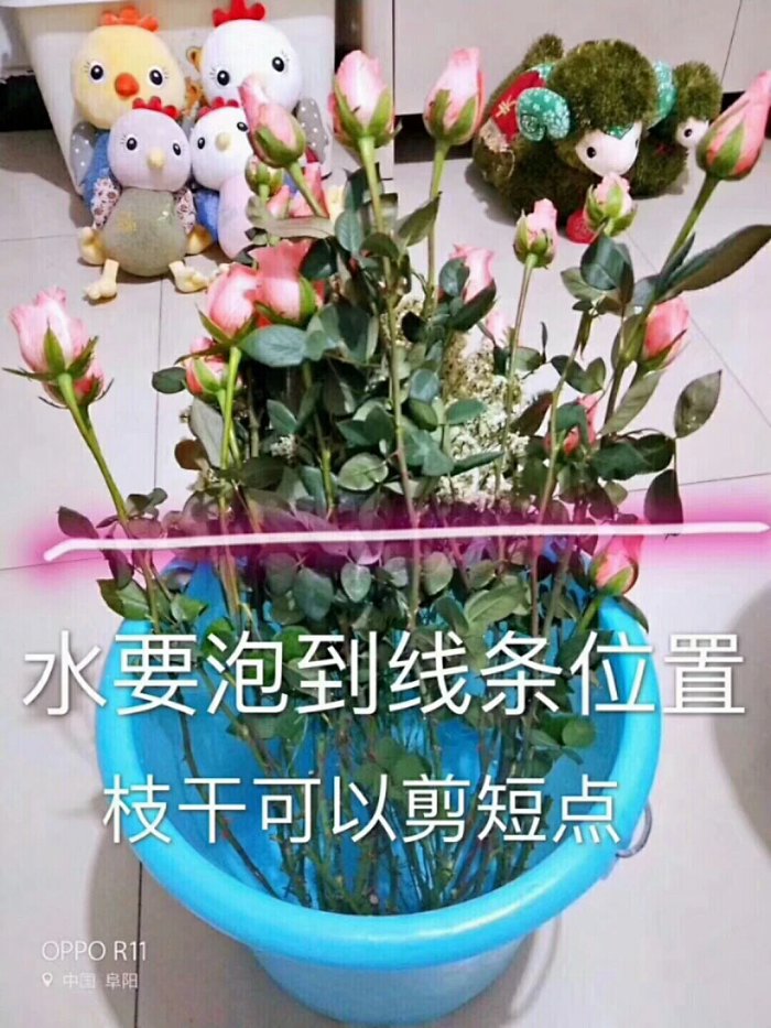 鲜花打理步骤 鲜花打理步骤