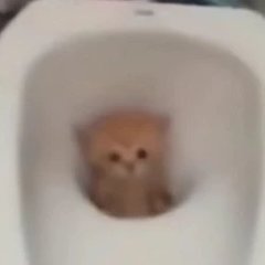 暴龙小店
