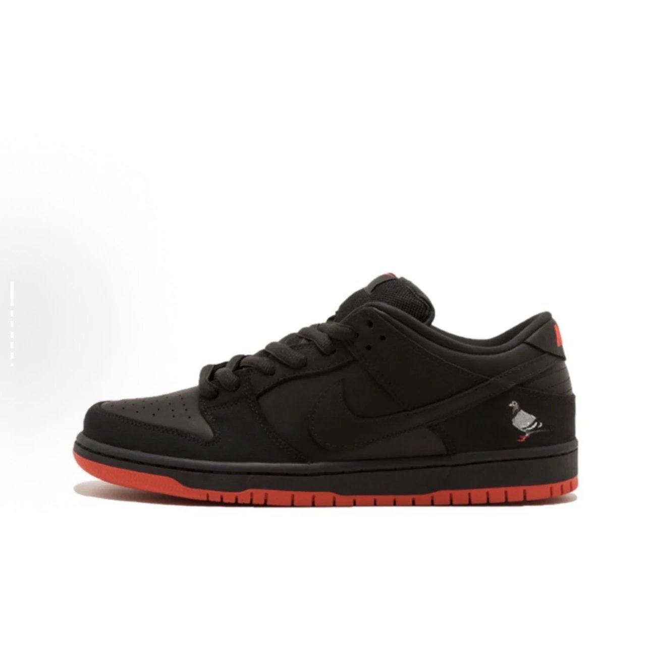 Pure original black pigeon