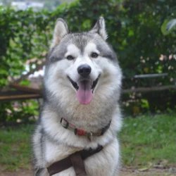 Husky Studio