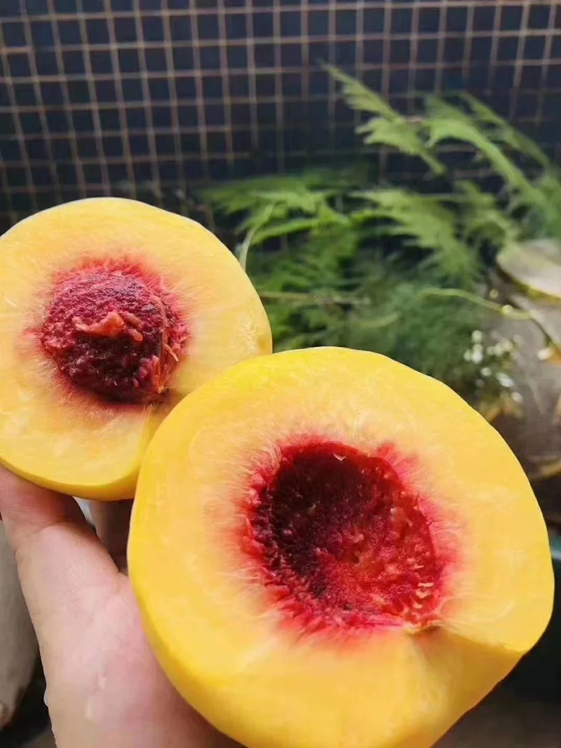 炎陵黄桃种植环境和营养价值