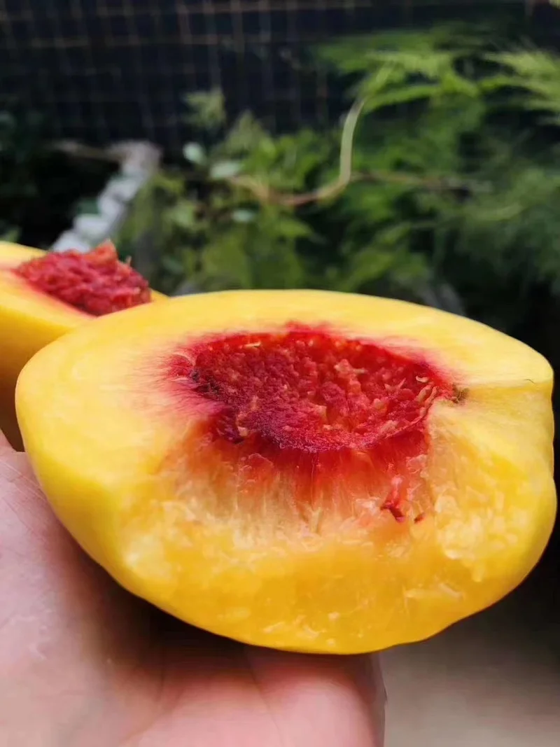 正宗炎陵黄桃 请认准红心