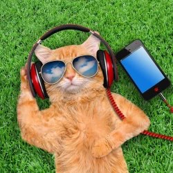 Rock Cat Store