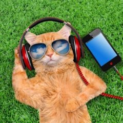 Rock Cat Store