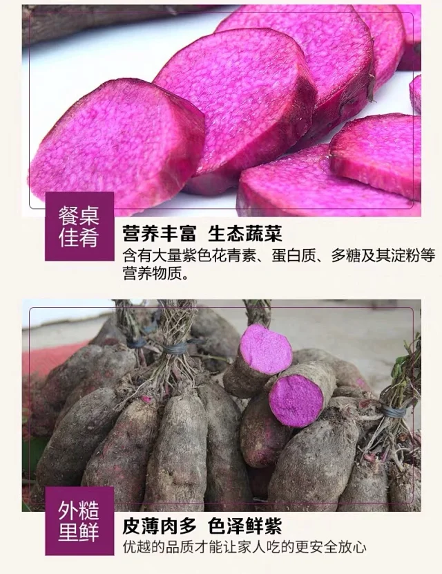 现货紫山药新鲜5斤脚板薯江西紫玉淮山赣州紫色毛薯现挖当天当季紫人参5斤包邮蔬菜水果下酒菜