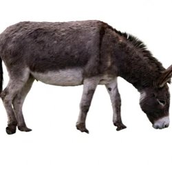 A Donkey