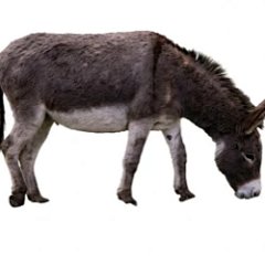 A Donkey