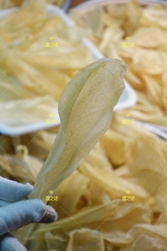 鱼胶专场 爱吃鱼胶的您 知道白花胶是什么鱼种吗