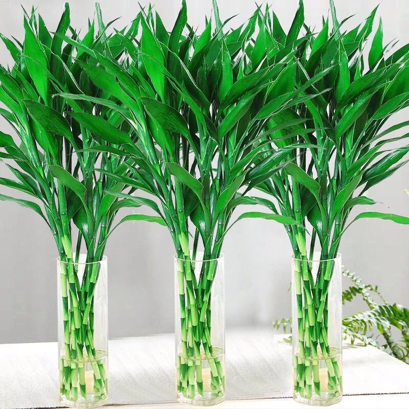 品质款富贵竹水培植物盆栽绿植花卉室内花客厅水养绿萝大叶转运竹节节高鲜花