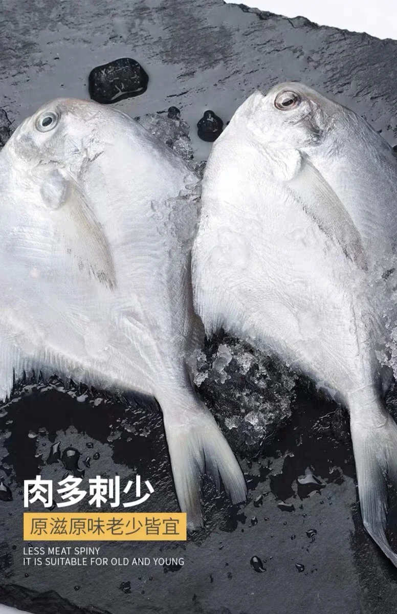 Z仓野生银鲳鱼,全仓三件江浙沪皖包邮】舟山野生银鲳鱼,平鱼大鲳鱼