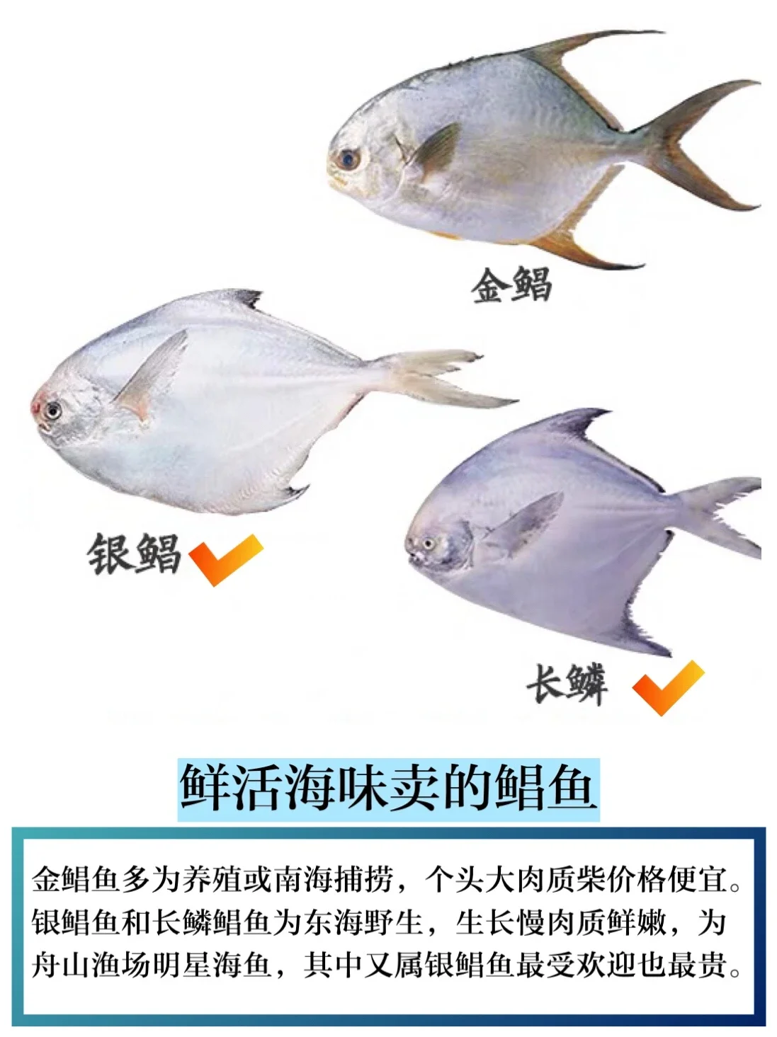Z仓野生银鲳鱼，全仓三件江浙沪皖包邮】舟山野生银鲳鱼，平鱼大鲳鱼 