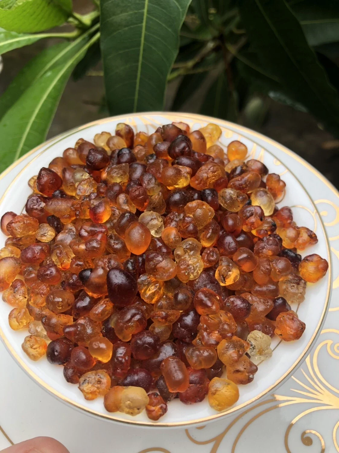 店庆 云南天然老树野生食用珍珠桃胶500克桃花泪树桃胶精品