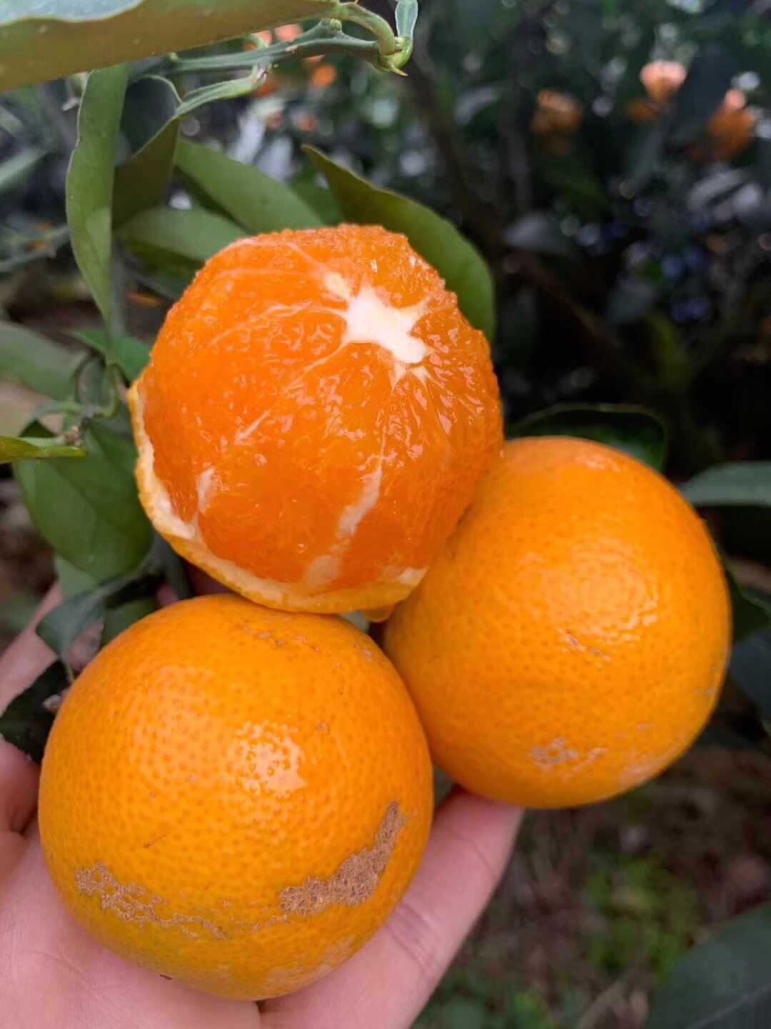 感恩款-秭归九月红脐橙,多汁,无籽,无渣,果肉细嫩带微酸,一个个行走的