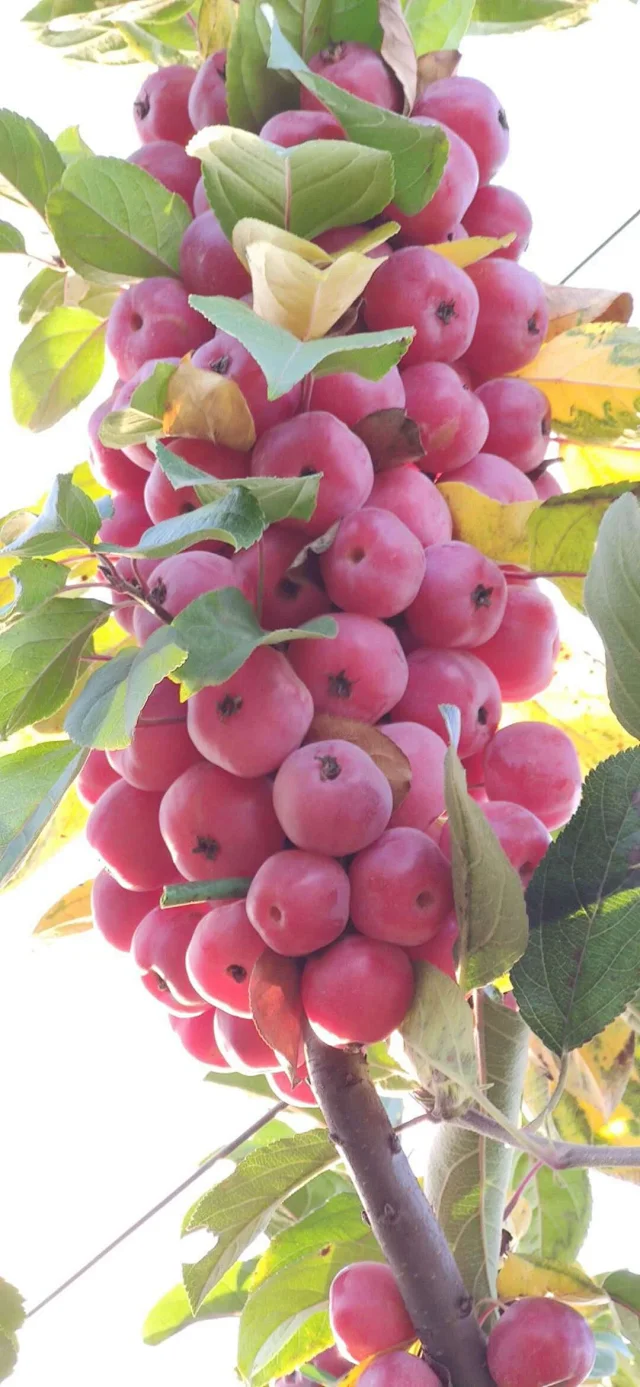 海棠花美人尽识， 木瓜果红君可知？ | www.wenxuecity.com, image size:640x1387