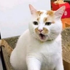 cloobin