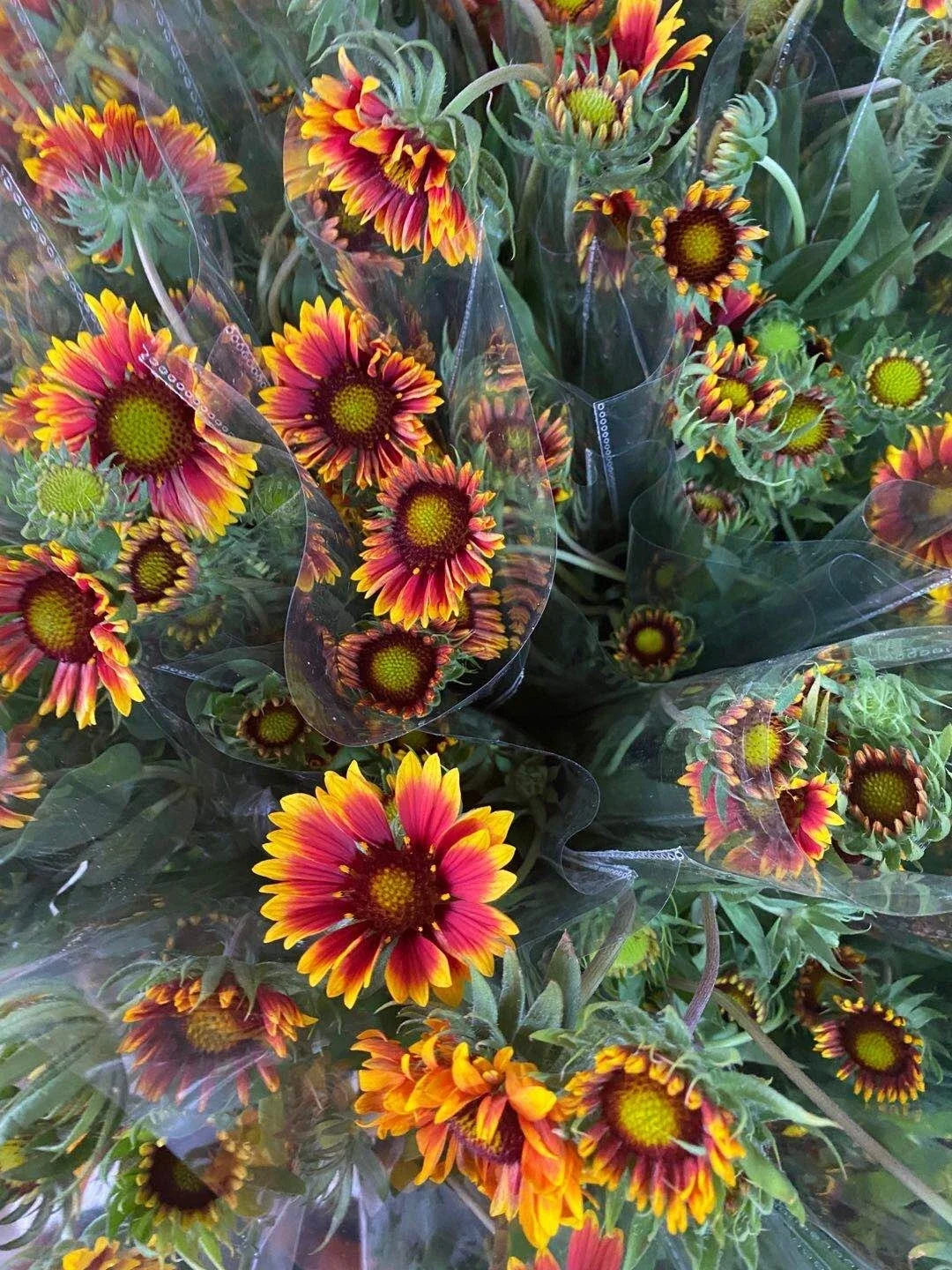 基地油画春菊 黄金菊 六月菊 金盏菊 一扎按把头发货顺丰冷链 运费10元 3扎云南鲜花 基地直发