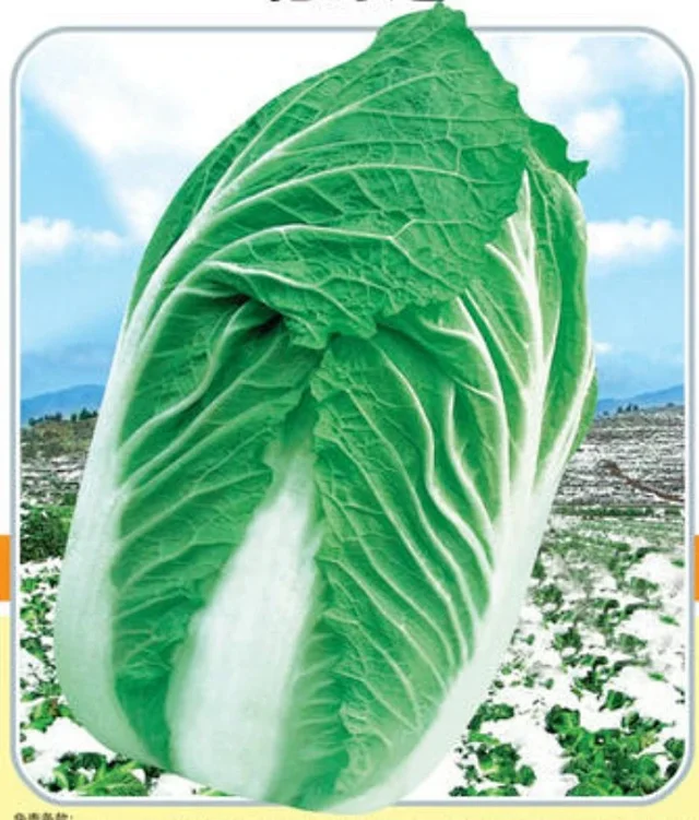 露地越冬大白菜北海道 为秋冬白菜品种 八月号以后育苗 外叶深绿 内心橙黄 口感甜脆 直筒型 抗根肿病好