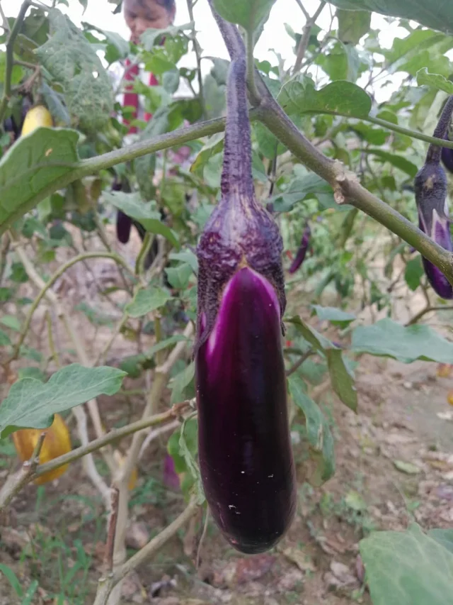 原生土茄子籽5种妈妈种的青茄红茄白茄紫茄子圆茄长茄子多种拍 原生土茄子籽5种妈妈种的青茄红茄白茄紫茄子圆茄长茄子多种拍