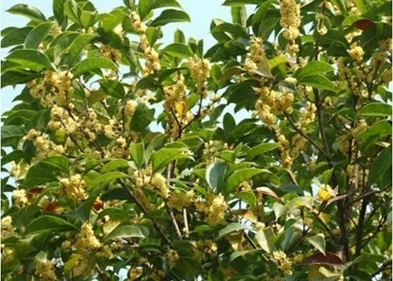 春天栽培桂花树 学这几招 轻松种植 春天栽培桂花树 学这几招 轻松种植