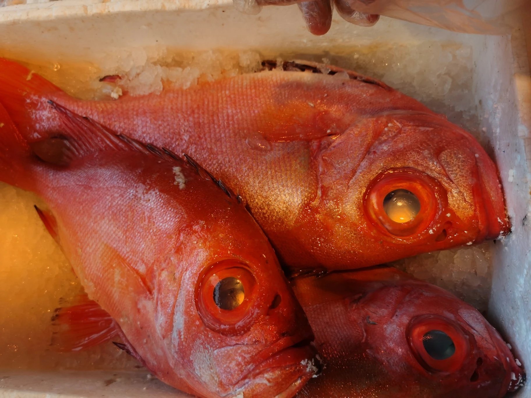 大眼鸡刺身好吃,但是冻过后就不好刺身了,. 来自海陵岛胖哥 - 微博