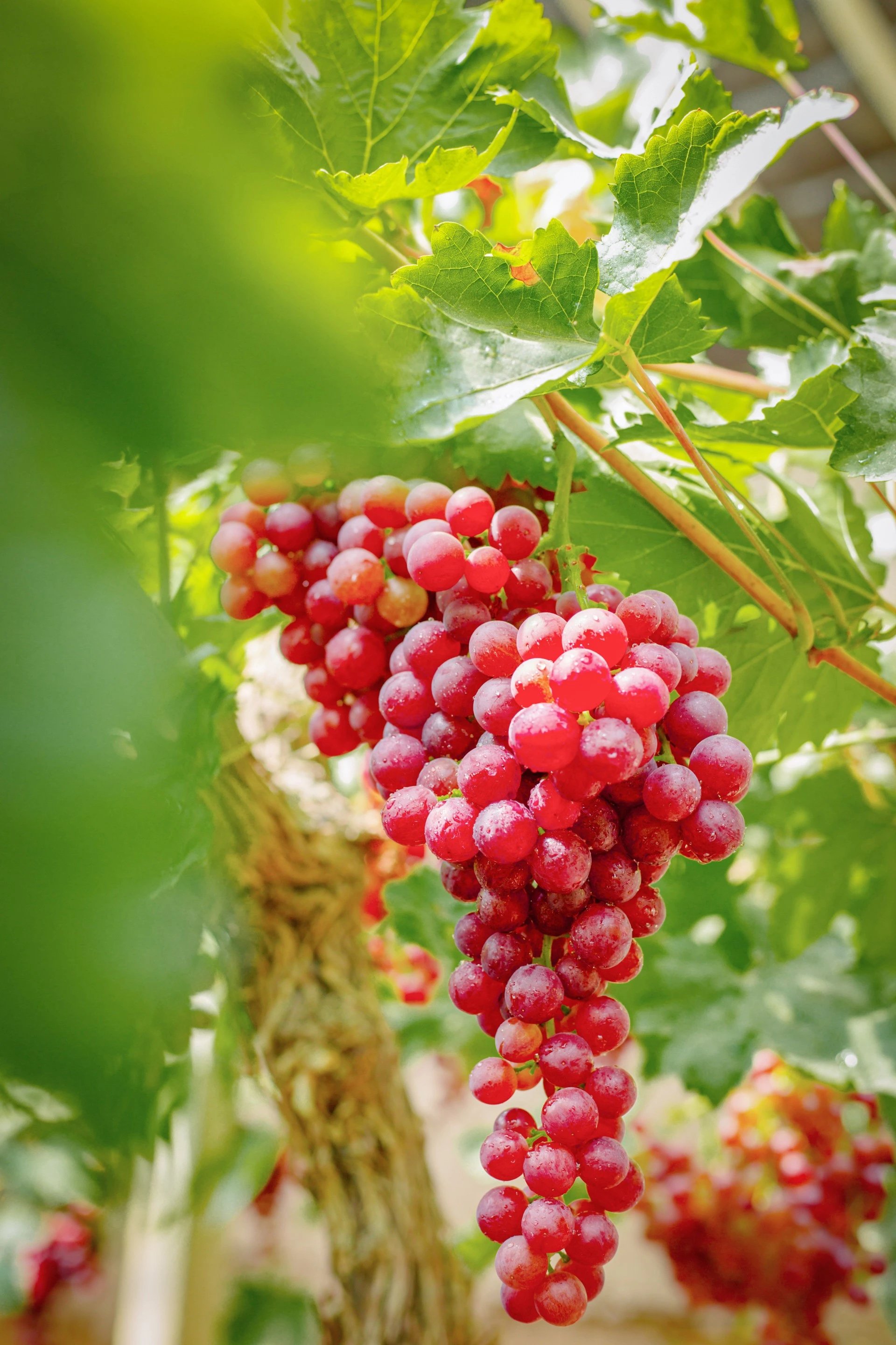 Crispy & Ultra-Sweet Turpan Glass Grapes, Seedless, Thin Skin, Eat by the Handful, Irresistibly Addictive